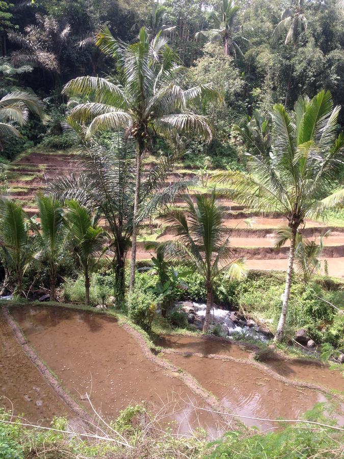 Bali Firefly Bnb Ubud  Ngoại thất bức ảnh
